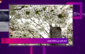 أزهار الكرز في محافظة طهران