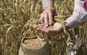 وزير الدفاع الإيطالي يعترف: الجزء الأكبر من الحبوب الأوكرانية لم يشحن إلى إفريقيا