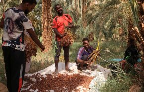 سوق البلح يحتضر بسبب المعارك في السودان +فيديو