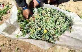 فيديو خاص:  بعد الحصار المطبق هذه وجبة طعام أهل غزة 
