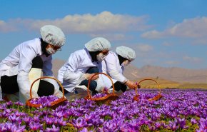 إيران والفاو توقعان مشروعا جديدا لزيادة أصالة الزعفران