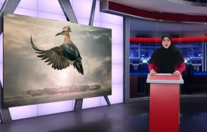 شاهد.. فيديو 'الهدهد' يشعل منصات التواصل الاجتماعي 