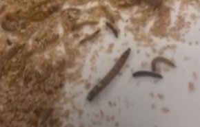 شاهد/محتجون يطلقون الديدان والصراصير على طاولة طعام نتنياهو بالفندق