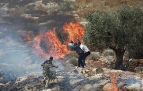 مستوطنون يحرقون مساحات زراعية واسعة بالضفة الغربية
