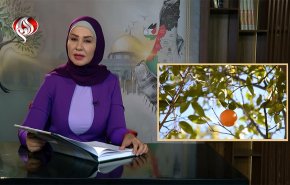 برتقال يافا.. رمز فلسطيني منهوب
