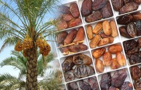 صادرات بیش از ۶ هزار تن خرما از شهرستان جهرم به ۴ کشور خارجی