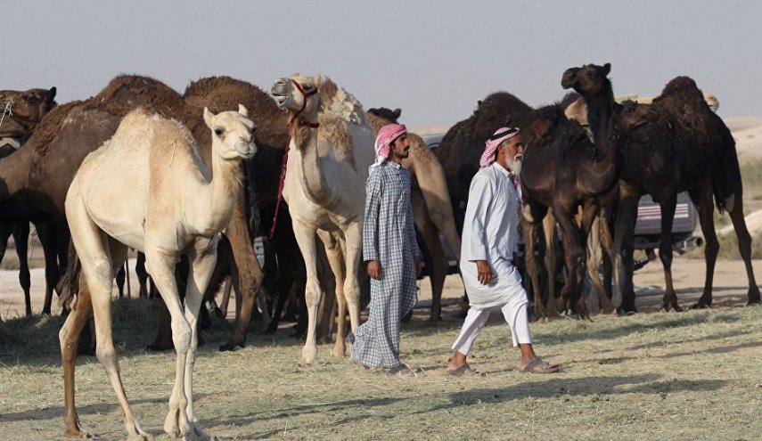شتر، قربانی بحران قطر و همسایگان!
