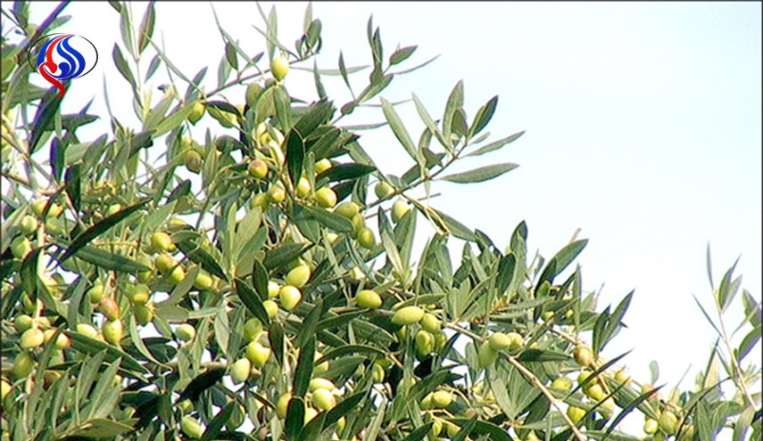 محصولی که به زودی ارزان می‌شود