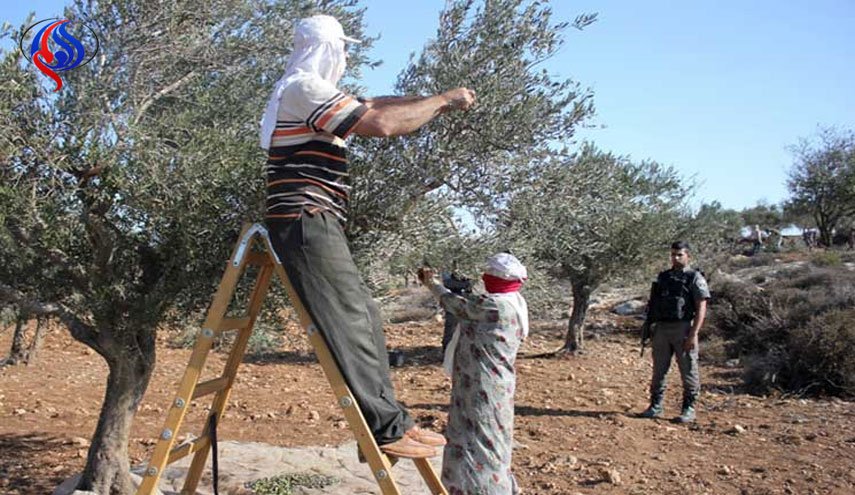 مستوطنون يسرقون ثمار 300 شجرة زيتون في نابلس