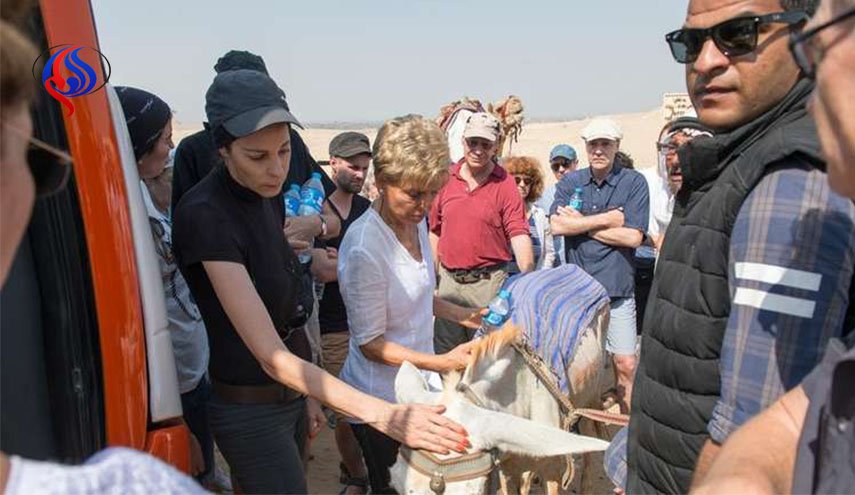 هل تمت الموافقة على سفر حمار مصر 