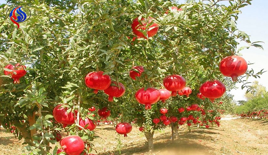 شناسایی ۷۶۰ رقم انار در ایران!