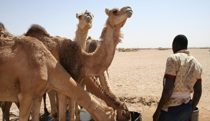 موريتانيا تسعى لجذب الاستثمارات إلى قطاع الثروة الحيوانية 