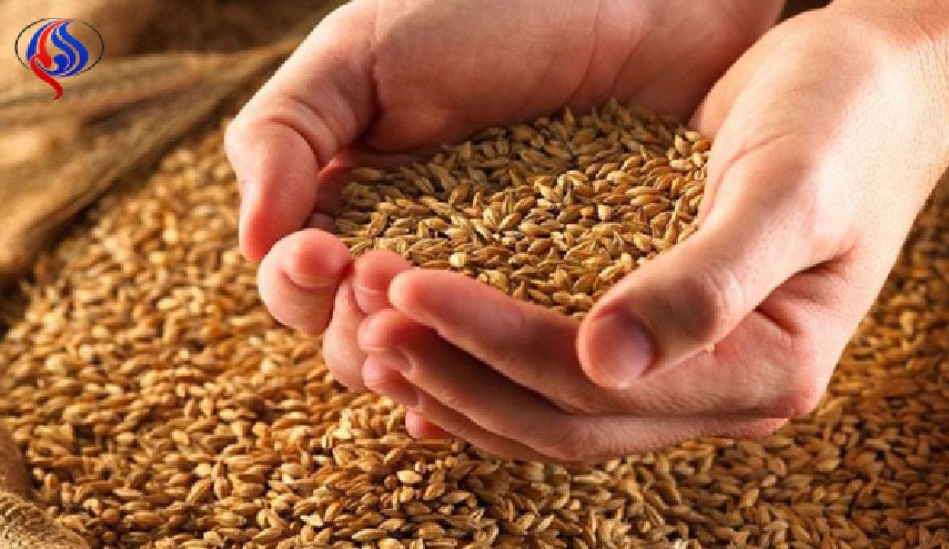 لهذا السبب قضت محكمة مصرية بوقف استيراد القمح الروسي!