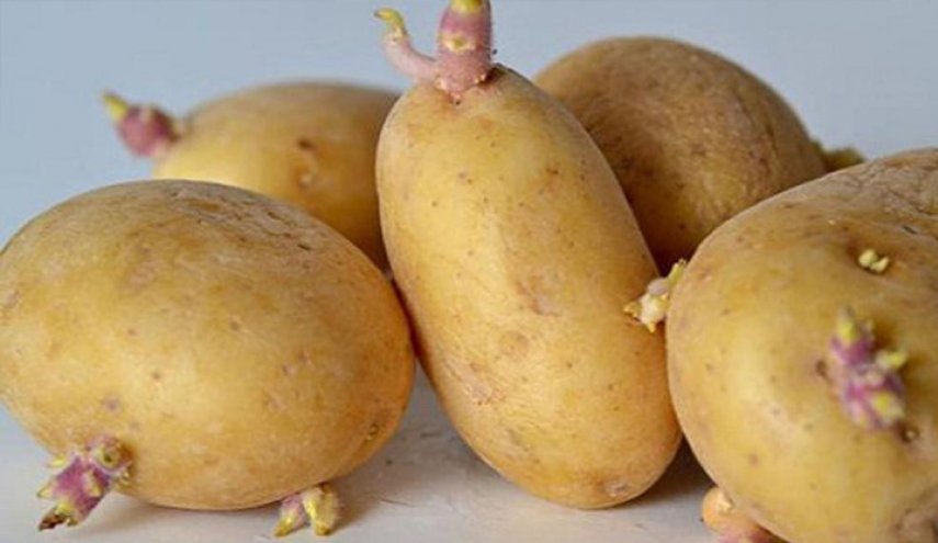 لهذا السبب لا ترمي البطاطا عند ظهور براعم عليها
