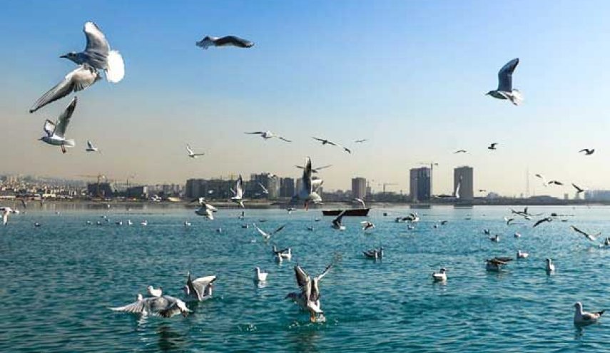 جزئیات مشاهده آنفولانزای پرندگان در تهران