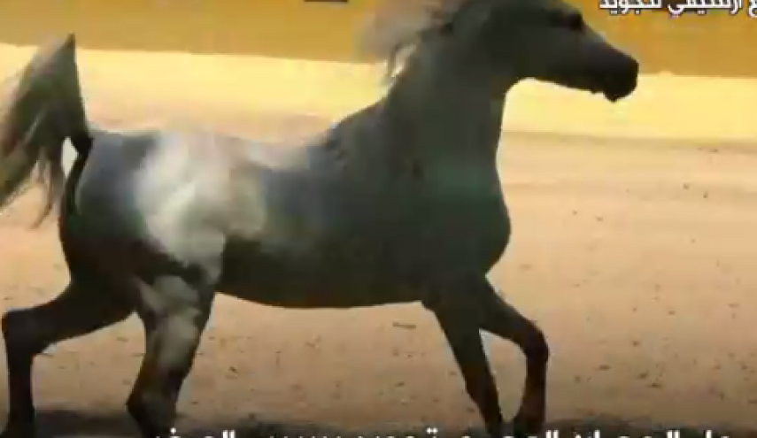 وفاة الحصان المصري تجويد.. واتهام الدولة بالتقصير في الحفاظ على الحصان