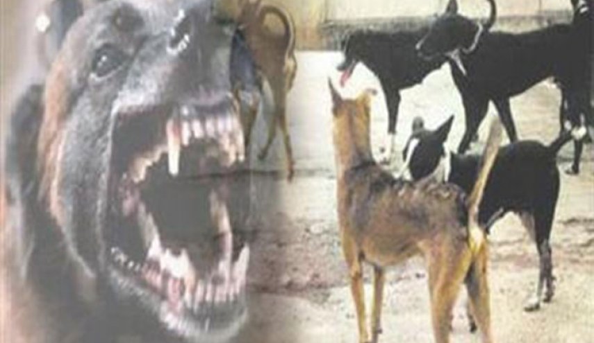 رعب في قرى الهند.. الكلاب المتوحشة تأكل 6 أطفال خلال أسبوع