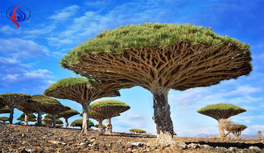 شجرة 
