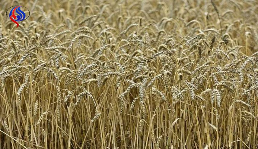 مصر تسمح بدخول شحنة قمح روسي بعد إعادة فحصها