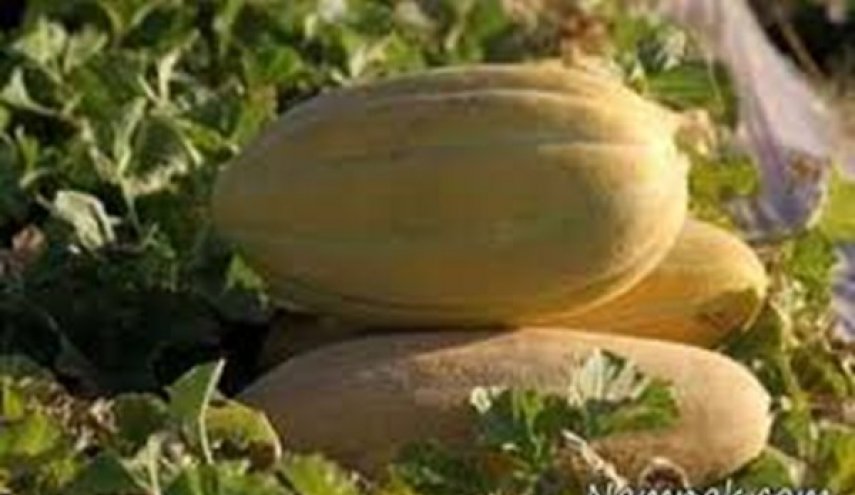 العراق يجيز استيراد أصناف من الخضروات والفواكه الايرانية