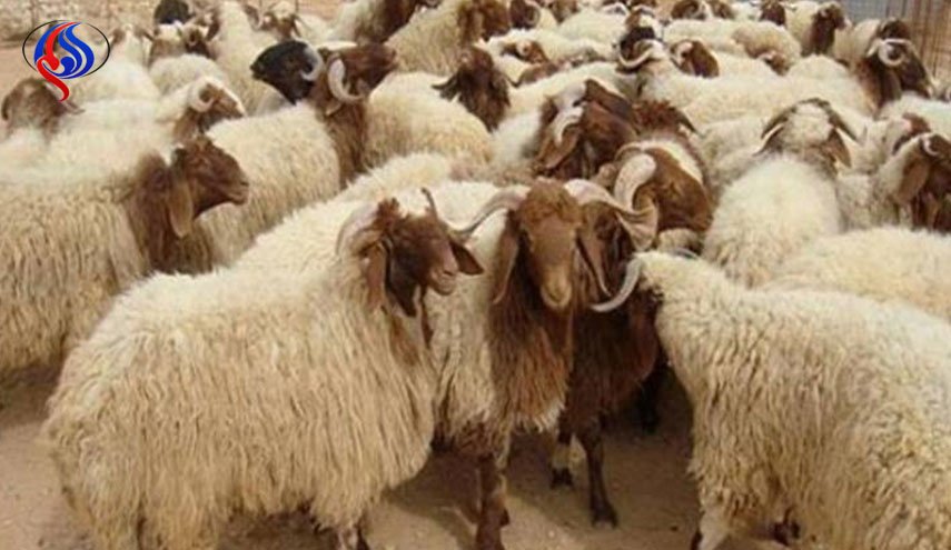 الجزائر تطلق حملة لجمع جلود الأضاحي.. لهذا السبب