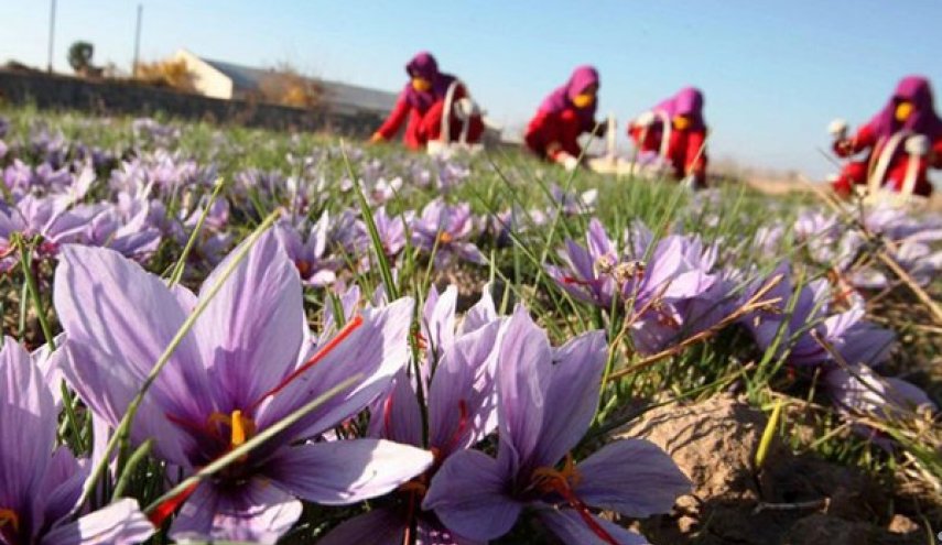 ایران تصدر 135 طنا من الزعفران المجفف