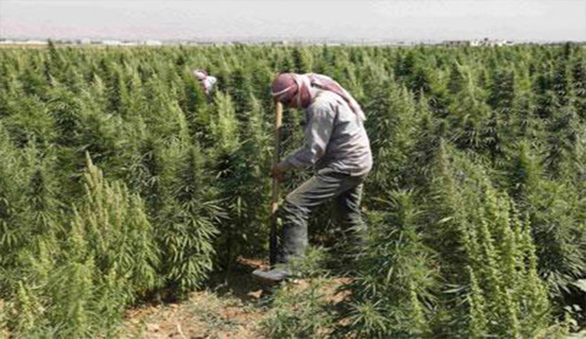 الإعدام  لكل من يقدم على زراعة 