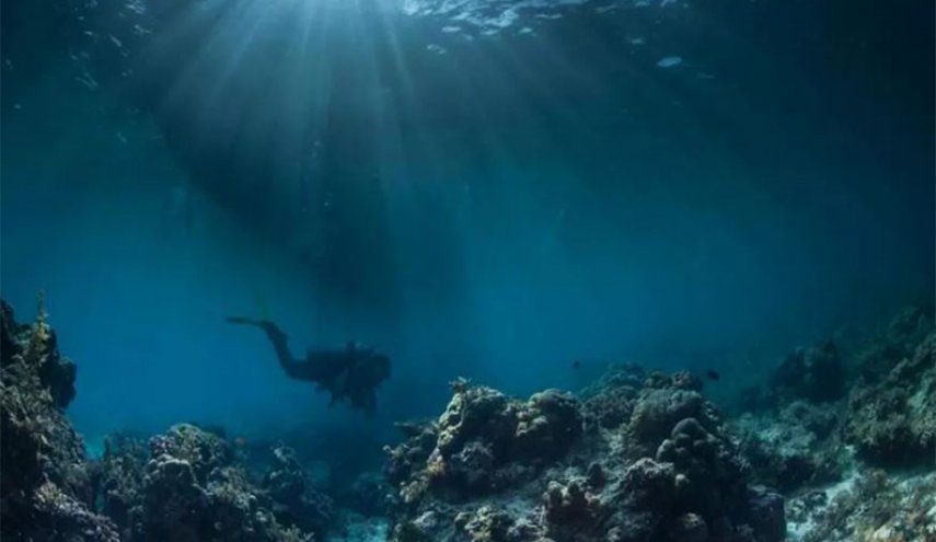 تعرف على قاتل مفترس بحجم البازلاء + صورة
