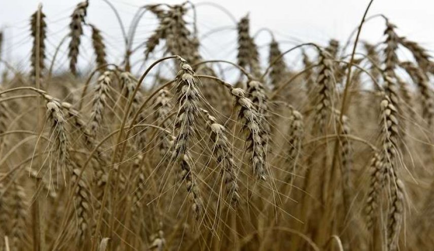 سوريا.. مركز إقليمي لتوزيع الحبوب الروسية 