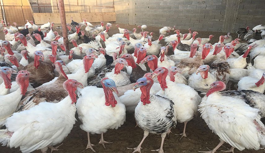 الجيش الأميركي يدعم قواته بـ 10 آلاف ديك رومي!
