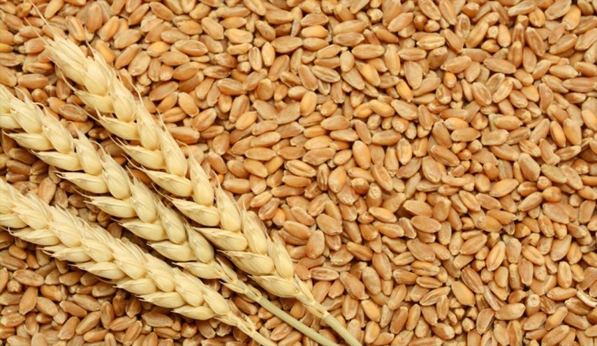 سوريا تشتري 900 ألف طن من القمح المحلي