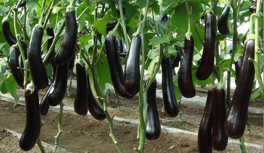 الباذنجان 'غذاء خارق' وهذه فوائده