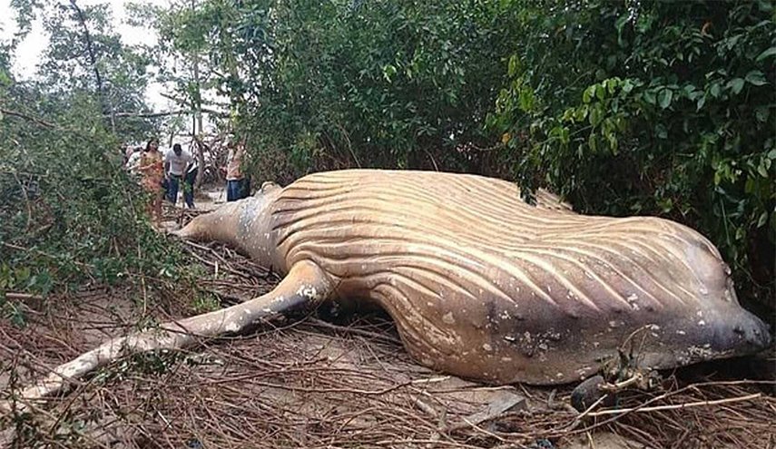 حوت الغابة يحير العلماء .. كيف جاء إلى هنا؟