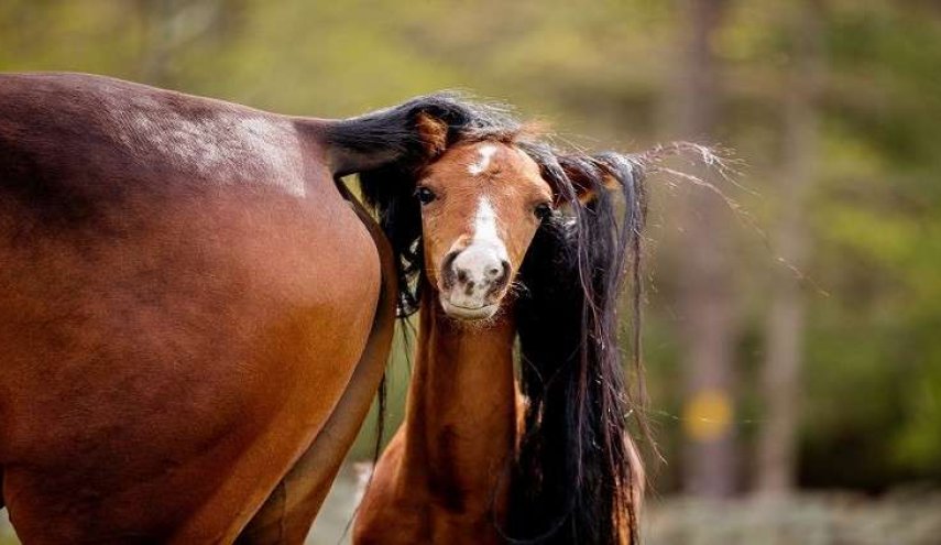 علماء ’يعيدون’ مهرا عمره 42 ألف عام إلى الحياة!