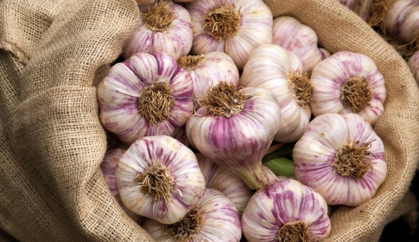 هكذا يؤثر تناول الثوم دون طهي على كبار السن