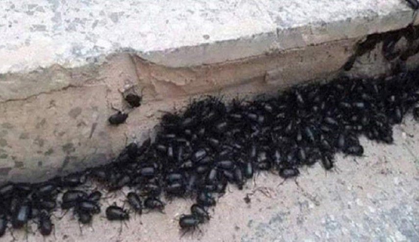 بالصور..خنافس سوريا تجتاح لبنان هل هي دلالة على زلزال؟