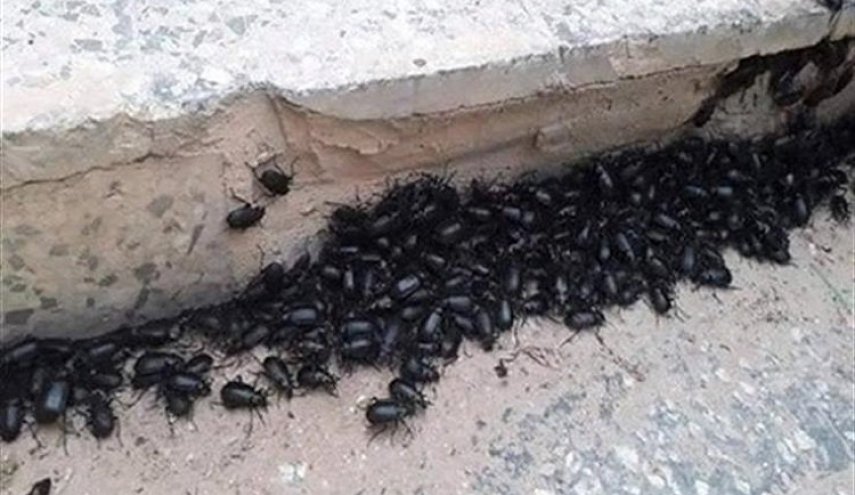 حشرة غريبة تغزو محافظات مصرية وتثير الذعر بين المواطنين