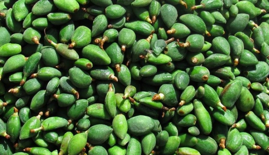 لمحبي اللوز الأخضر.. هل تعرفون هذه المعلومات عنه؟