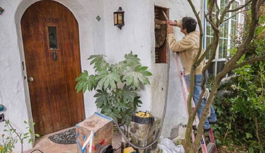 زوجان عاشا عامين مع 80 ألف نحلة