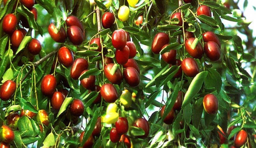 فوائد كثيرة لـ