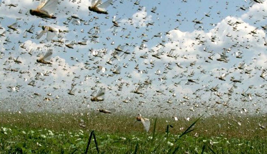 ملخ های قیمتی؛ فرصت کشاورزان برای ارتقای معیشت