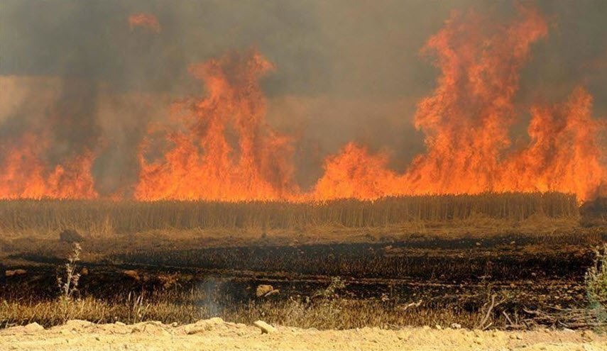 العراق.. الإعلان عن موقف حرائق المحاصيل الزراعية وأسبابها
