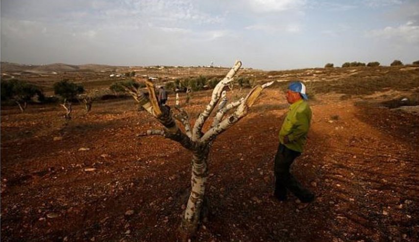 الاحتلال يدمر حقول الزيتون وآبار المياه شمال الضفة