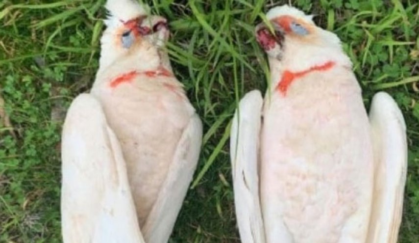 هلع في أستراليا.. 'طيور تنزف' وتتساقط من السماء