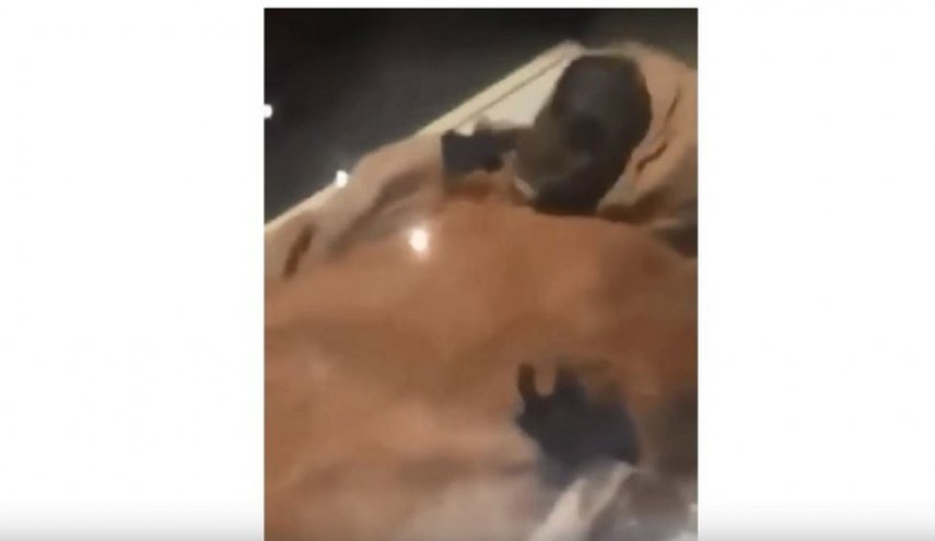 مصر.. تحقيق عاجل في 