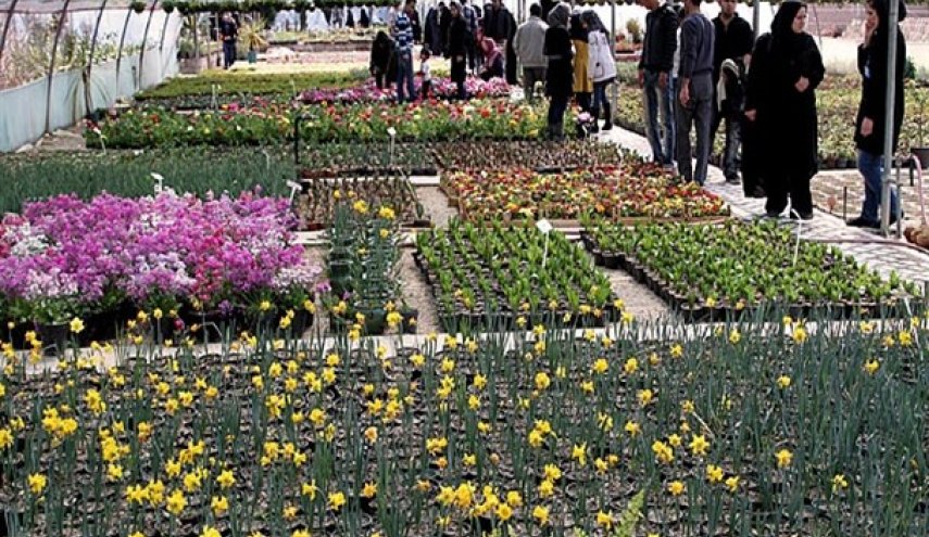 نباتات وأزهار، تجلب لكم المزيد من الطاقة الإيجابية والسعادة
