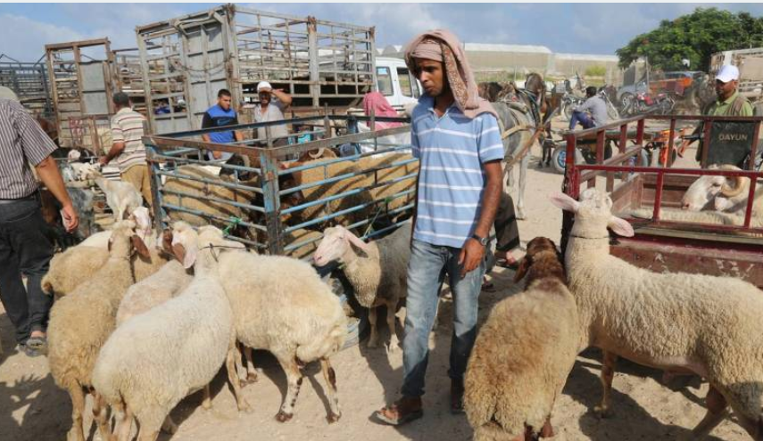 كساد غير مسبوق بالأضاحي بالضفة الغربية