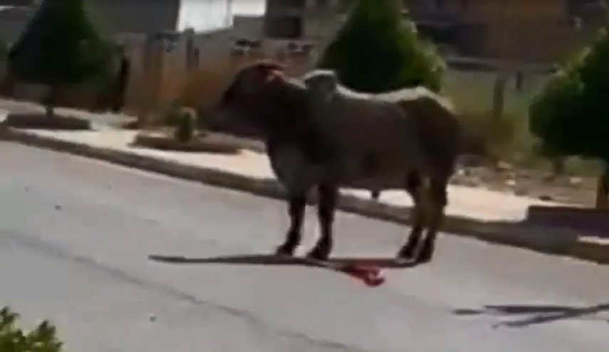 شاهد..فوضى عارمة ورصاص على ثور هائج بديالى
