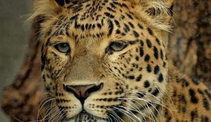 رواد شبكات التواصل لم يستطيعوا إيجاد الفهد في الصورة...هل تستطيع أنت؟