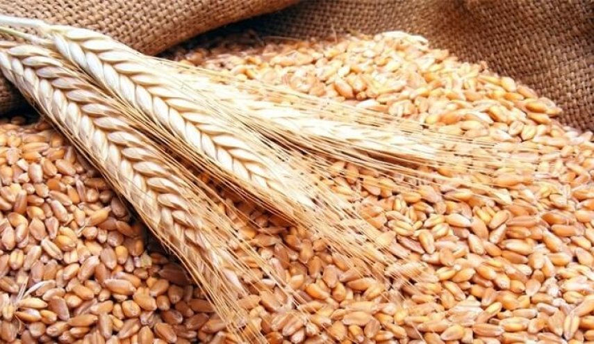 سوريا تطرح مناقصة لشراء 150 ألف طن قمح روسي